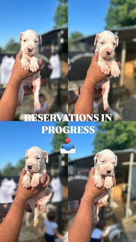 Dogo Argentino puppies Дого аржентино, 2 месеца - град Извън България | Кучета - снимка 3