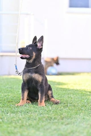 Кученца от немска овчарка Немска овчарка, Ваксинирано - Да, Обезпаразитено - Да - град София | Кучета - снимка 4