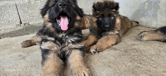 Дългокосмести немски овчарки – кученца German Shepherd, Vaccinated - Yes, Dewormed - Yes - city of Izvun Bulgaria | Dogs - снимка 1