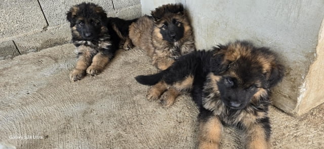 Дългокосмести немски овчарки – кученца German Shepherd, Vaccinated - Yes, Dewormed - Yes - city of Izvun Bulgaria | Dogs - снимка 2