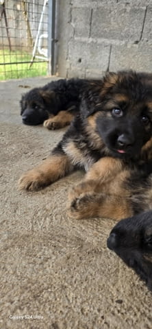 Дългокосмести немски овчарки – кученца German Shepherd, Vaccinated - Yes, Dewormed - Yes - city of Izvun Bulgaria | Dogs - снимка 3