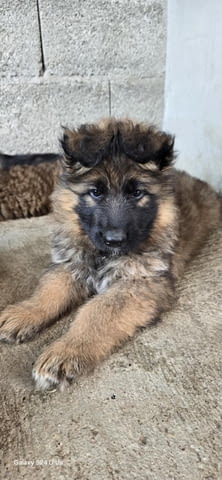 Дългокосмести немски овчарки – кученца German Shepherd, Vaccinated - Yes, Dewormed - Yes - city of Izvun Bulgaria | Dogs - снимка 4