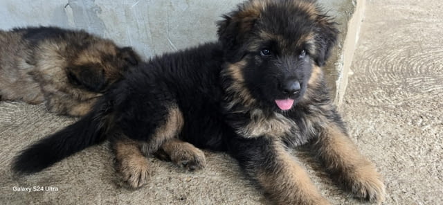 Дългокосмести немски овчарки – кученца German Shepherd, Vaccinated - Yes, Dewormed - Yes - city of Izvun Bulgaria | Dogs - снимка 5