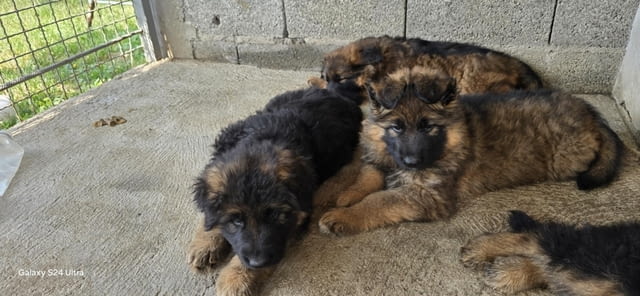 Дългокосмести немски овчарки – кученца German Shepherd, Vaccinated - Yes, Dewormed - Yes - city of Izvun Bulgaria | Dogs - снимка 6