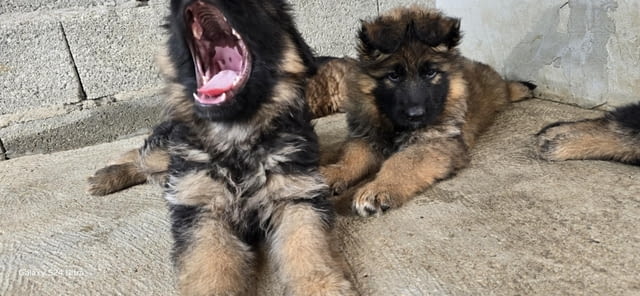 Дългокосмести немски овчарки – кученца German Shepherd, Vaccinated - Yes, Dewormed - Yes - city of Izvun Bulgaria | Dogs - снимка 7