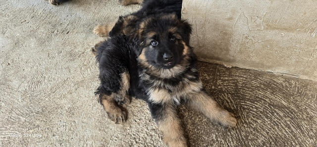 Дългокосмести немски овчарки – кученца German Shepherd, Vaccinated - Yes, Dewormed - Yes - city of Izvun Bulgaria | Dogs - снимка 8