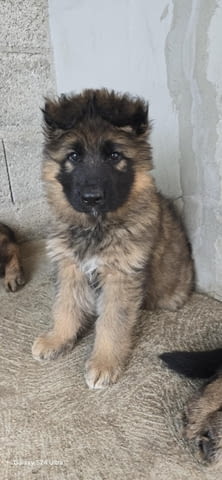 Дългокосмести немски овчарки – кученца German Shepherd, Vaccinated - Yes, Dewormed - Yes - city of Izvun Bulgaria | Dogs - снимка 9