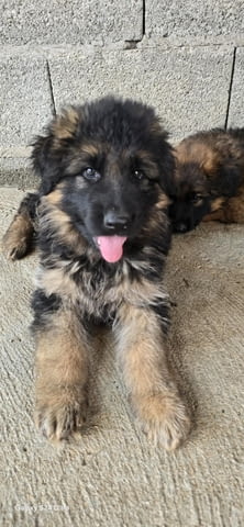 Дългокосмести немски овчарки – кученца German Shepherd, Vaccinated - Yes, Dewormed - Yes - city of Izvun Bulgaria | Dogs - снимка 10