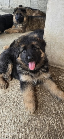 Дългокосмести немски овчарки – кученца German Shepherd, Vaccinated - Yes, Dewormed - Yes - city of Izvun Bulgaria | Dogs - снимка 11