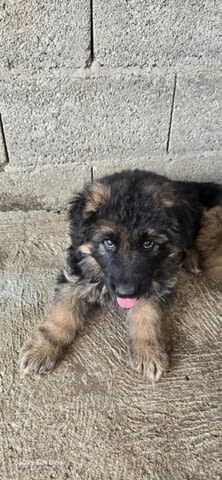 Дългокосмести немски овчарки – кученца German Shepherd, Vaccinated - Yes, Dewormed - Yes - city of Izvun Bulgaria | Dogs - снимка 12