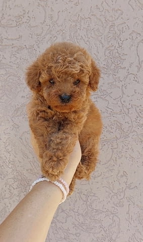 Джудже и Той Пудел кученца Пудел той, Ваксинирано - Да, Обезпаразитено - Да - град Извън България | Кучета - снимка 1