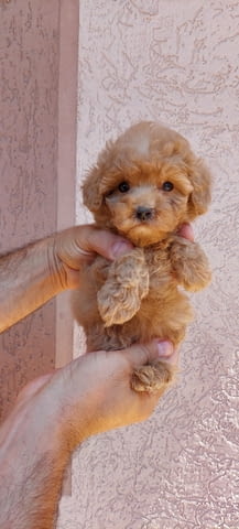 Джудже и Той Пудел кученца Пудел той, Ваксинирано - Да, Обезпаразитено - Да - град Извън България | Кучета - снимка 2