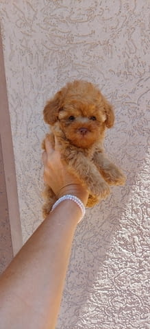 Джудже и Той Пудел кученца Пудел той, Ваксинирано - Да, Обезпаразитено - Да - град Извън България | Кучета - снимка 3