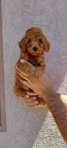 Джудже и Той Пудел кученца Пудел той, Ваксинирано - Да, Обезпаразитено - Да - град Извън България | Кучета - снимка 4