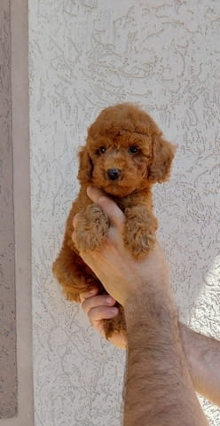Джудже и Той Пудел кученца Пудел той, Ваксинирано - Да, Обезпаразитено - Да - град Извън България | Кучета - снимка 5