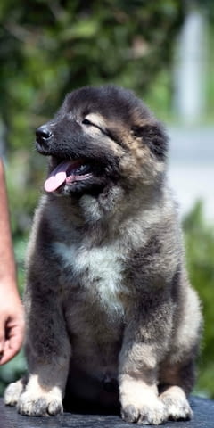 Кавказка овчарка – ПРЕКРАСНИ кученца Caucasian shepherd, Vaccinated - Yes, Dewormed - Yes - city of Izvun Bulgaria | Dogs - снимка 1