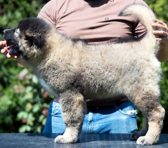 Кавказка овчарка – ПРЕКРАСНИ кученца Caucasian shepherd, Vaccinated - Yes, Dewormed - Yes - city of Izvun Bulgaria | Dogs - снимка 2