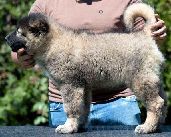 Кавказка овчарка – ПРЕКРАСНИ кученца Caucasian shepherd, Vaccinated - Yes, Dewormed - Yes - city of Izvun Bulgaria | Dogs - снимка 3