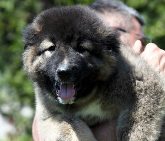 Кавказка овчарка – ПРЕКРАСНИ кученца Caucasian shepherd, Vaccinated - Yes, Dewormed - Yes - city of Izvun Bulgaria | Dogs - снимка 4