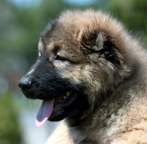 Кавказка овчарка – ПРЕКРАСНИ кученца Caucasian shepherd, Vaccinated - Yes, Dewormed - Yes - city of Izvun Bulgaria | Dogs - снимка 5