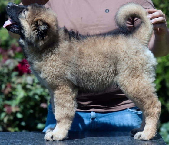 Кавказка овчарка – ПРЕКРАСНИ кученца Caucasian shepherd, Vaccinated - Yes, Dewormed - Yes - city of Izvun Bulgaria | Dogs - снимка 7
