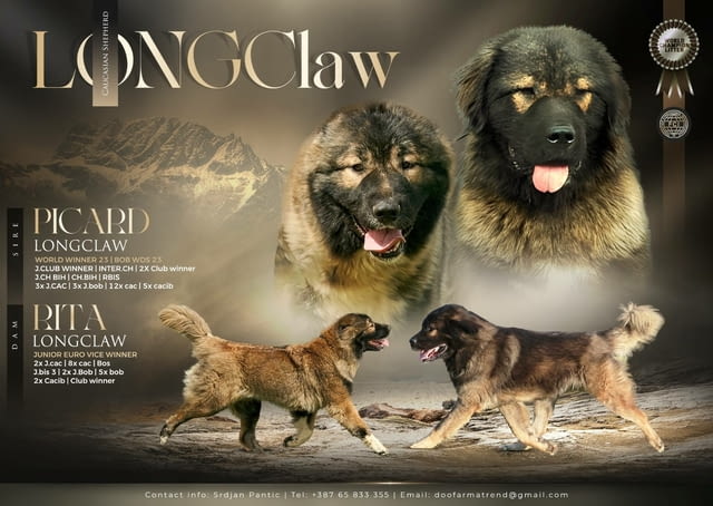 Кавказка овчарка – ПРЕКРАСНИ кученца Caucasian shepherd, Vaccinated - Yes, Dewormed - Yes - city of Izvun Bulgaria | Dogs - снимка 8