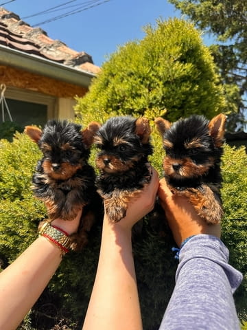 Yorkshire terrier puppies for sale Йоркширски териер, 2 месеца - град Извън България | Кучета - снимка 2