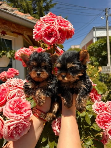 Yorkshire terrier puppies for sale Йоркширски териер, 2 месеца - град Извън България | Кучета - снимка 3