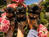 Yorkshire terrier puppies for sale