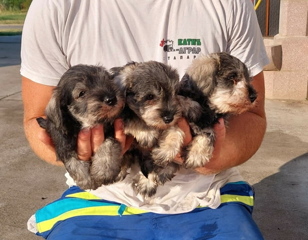 Miniature Schnauzer pepper salt Другa, 2 месеца - град Извън България | Кучета - снимка 1