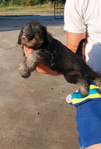 Miniature Schnauzer pepper salt Другa, 2 месеца - град Извън България | Кучета - снимка 2