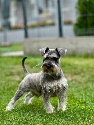 Miniature Schnauzer pepper salt Другa, 2 месеца - град Извън България | Кучета - снимка 4