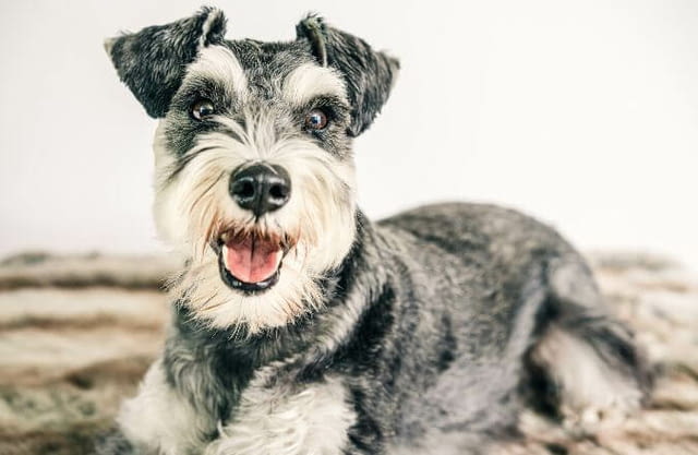 Miniature Schnauzer pepper salt Другa, 2 месеца - град Извън България | Кучета - снимка 5