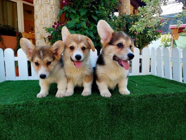 Welsh Corgi puppies Другa, 2 месеца - град Извън България | Кучета - снимка 2