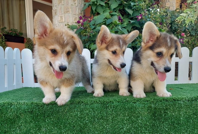 Welsh Corgi puppies Другa, 2 месеца - град Извън България | Кучета - снимка 3