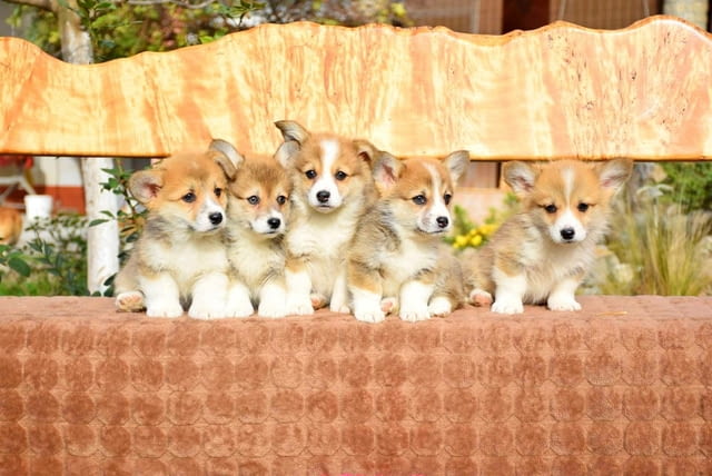 Welsh Corgi puppies Другa, 2 месеца - град Извън България | Кучета - снимка 4
