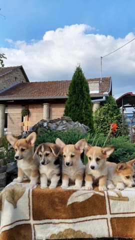 Welsh Corgi puppies Другa, 2 месеца - град Извън България | Кучета - снимка 5