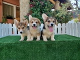 Welsh Corgi puppies