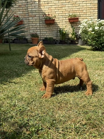 French Bulldog From House Don Френски булдог - град Извън България | Кучета - снимка 1