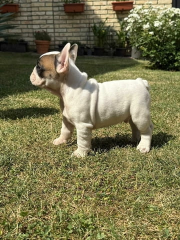 French Bulldog From House Don Френски булдог - град Извън България | Кучета - снимка 2