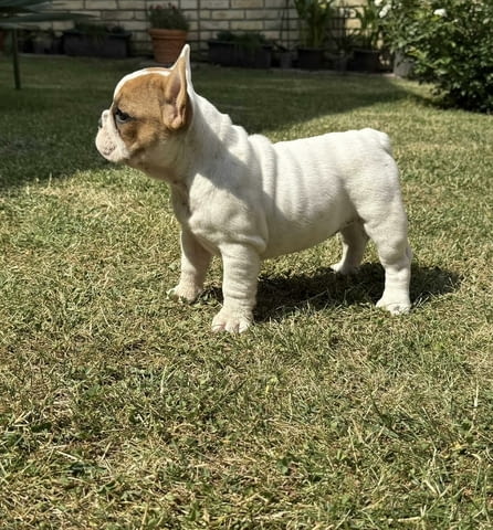 French Bulldog From House Don Френски булдог - град Извън България | Кучета - снимка 3