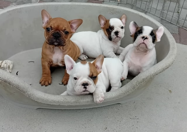 French Bulldog From House Don Френски булдог - град Извън България | Кучета - снимка 4