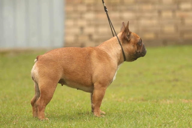 French Bulldog From House Don Френски булдог - град Извън България | Кучета - снимка 5