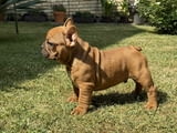 French Bulldog From House Don