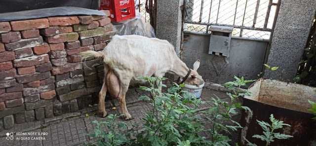 Продавам млада и млечна коза - city of Dupnitsa | Farm Animals - снимка 1