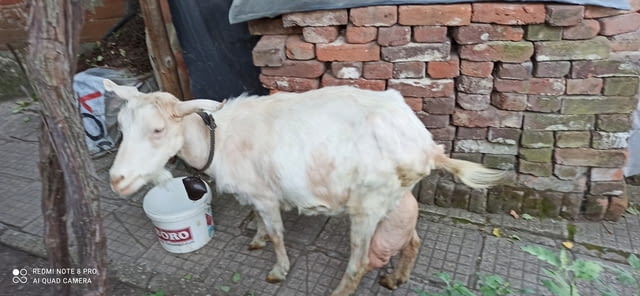 Продавам млада и млечна коза - city of Dupnitsa | Farm Animals - снимка 2