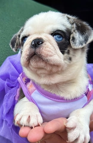 Exclusive Pug Puppies Другa, 2 месеца - град Извън България | Кучета - снимка 1