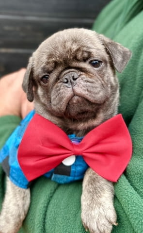 Exclusive Pug Puppies Другa, 2 месеца - град Извън България | Кучета - снимка 2