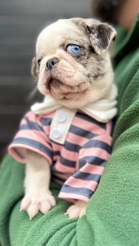 Exclusive Pug Puppies Другa, 2 месеца - град Извън България | Кучета - снимка 4