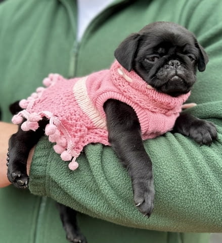 Exclusive Pug Puppies Другa, 2 месеца - град Извън България | Кучета - снимка 5